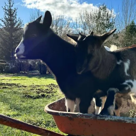 مكان تخييم Mobil Accueillant Animaux - 4 Pers. - Api-1-52-2646 Monplaisant