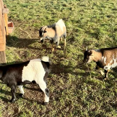 Mobil Accueillant Animaux - 4 Pers. - Api-1-52-2646 مكان تخييم *