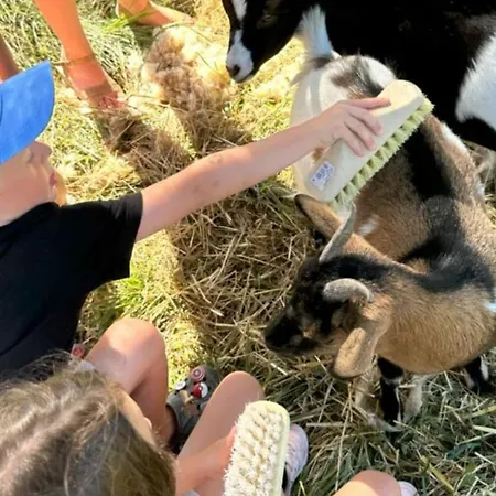 Mobil Accueillant Animaux - 4 Pers. - Api-1-52-2646 *